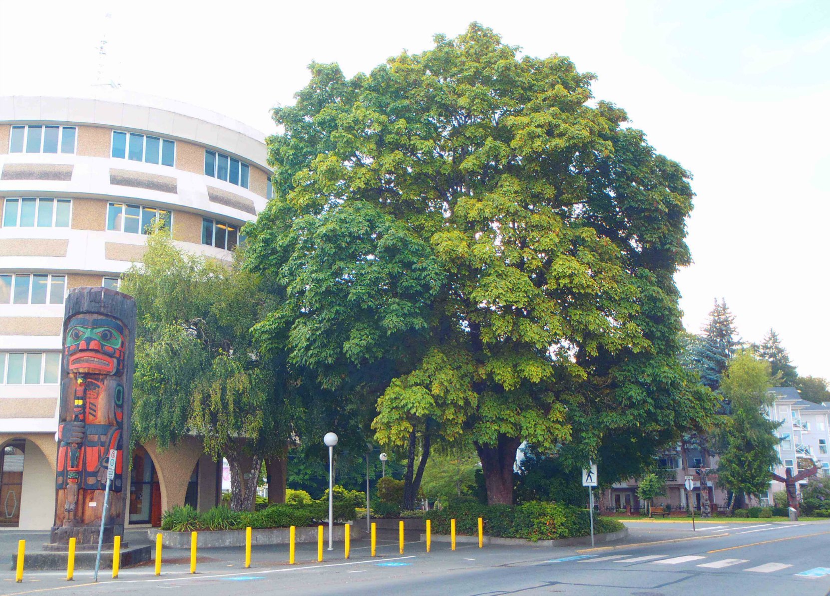 Confederation Tree, Government Street, Duncan, B.C. Planted 1 July 1927 by David Alexander