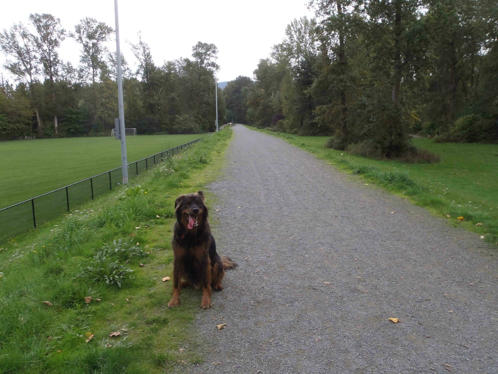 The Cowichan River dike in Duncan's Macadam Park. This dike project was undertaken under Mayor Douglas W. Barker. It's also a popular off leash park for dogs.