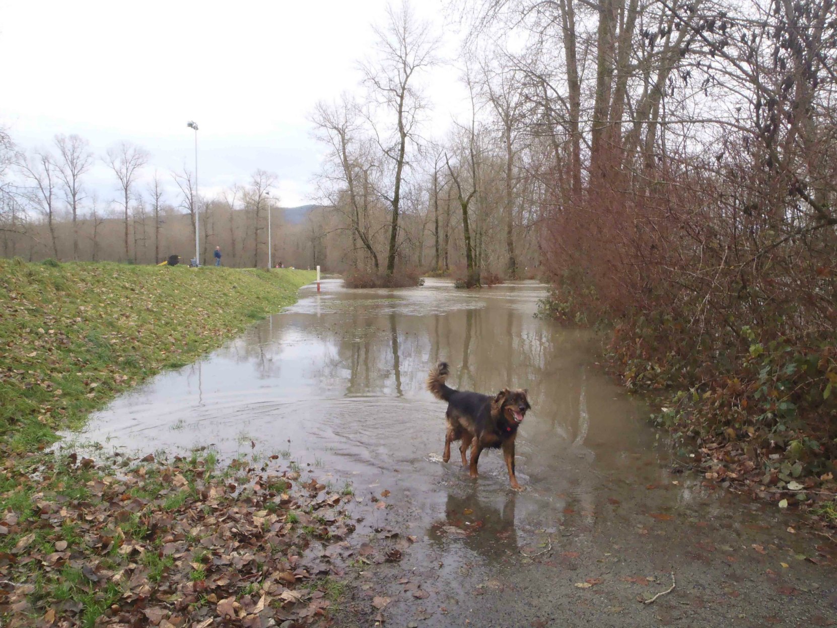 Cowichan River flooding up to the Macadam Park Dike. This dike project was undertaken under Mayor Douglas W. Barker
