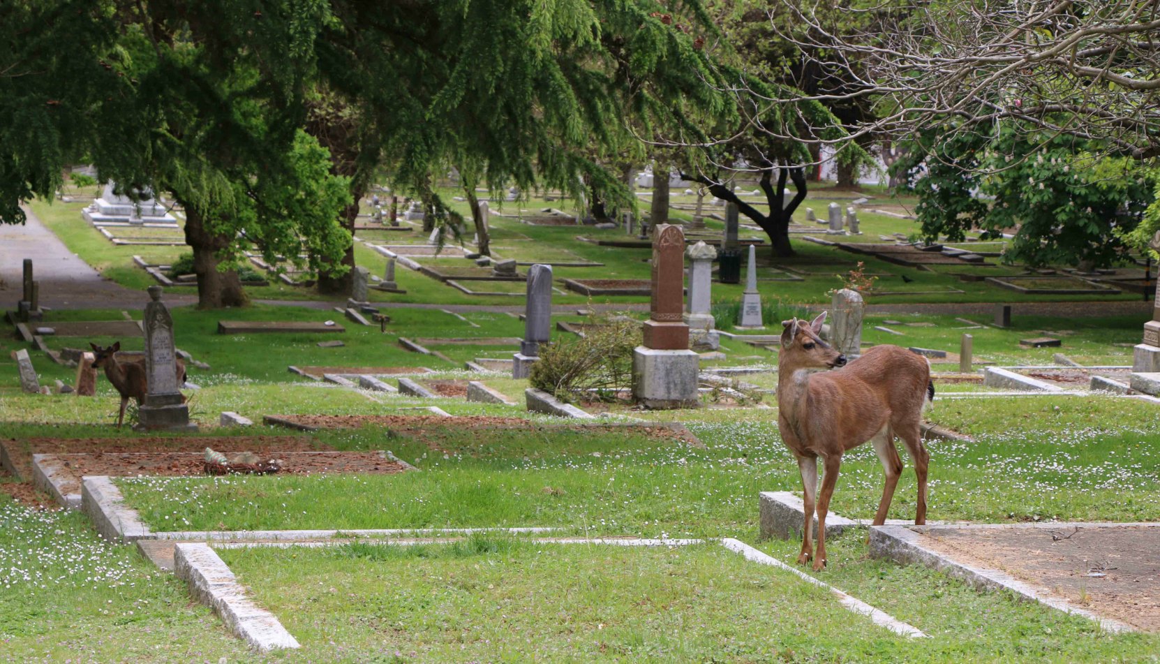 Deer in Ross Bay Cemetery, Victoria, B.C.