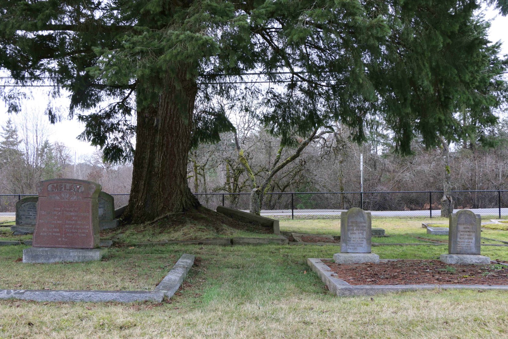 The unmarked grave of Isaac Newton Van Norman is between the two marked graves in the foreground. His brother Thomas Van Norman is buried the grave to the right of the large tree in the background. Mountain View Cemetery, North Cowichan. (photo by Temple Lodge No. 33 Historian)