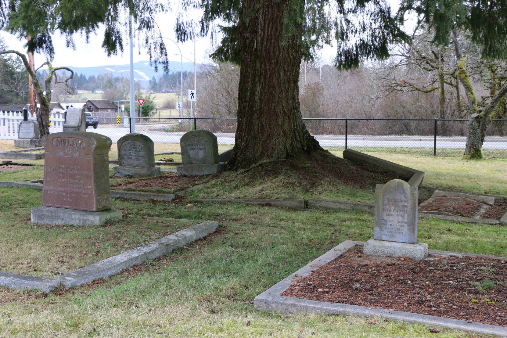 The unmarked grave of Isaac Newton Van Norman is between the two marked graves in the foreground. His brother Thomas Van Norman is buried the grave to the right of the large tree in the background. Mountain View Cemetery, North Cowichan. (photo by Temple Lodge No. 33 Historian)