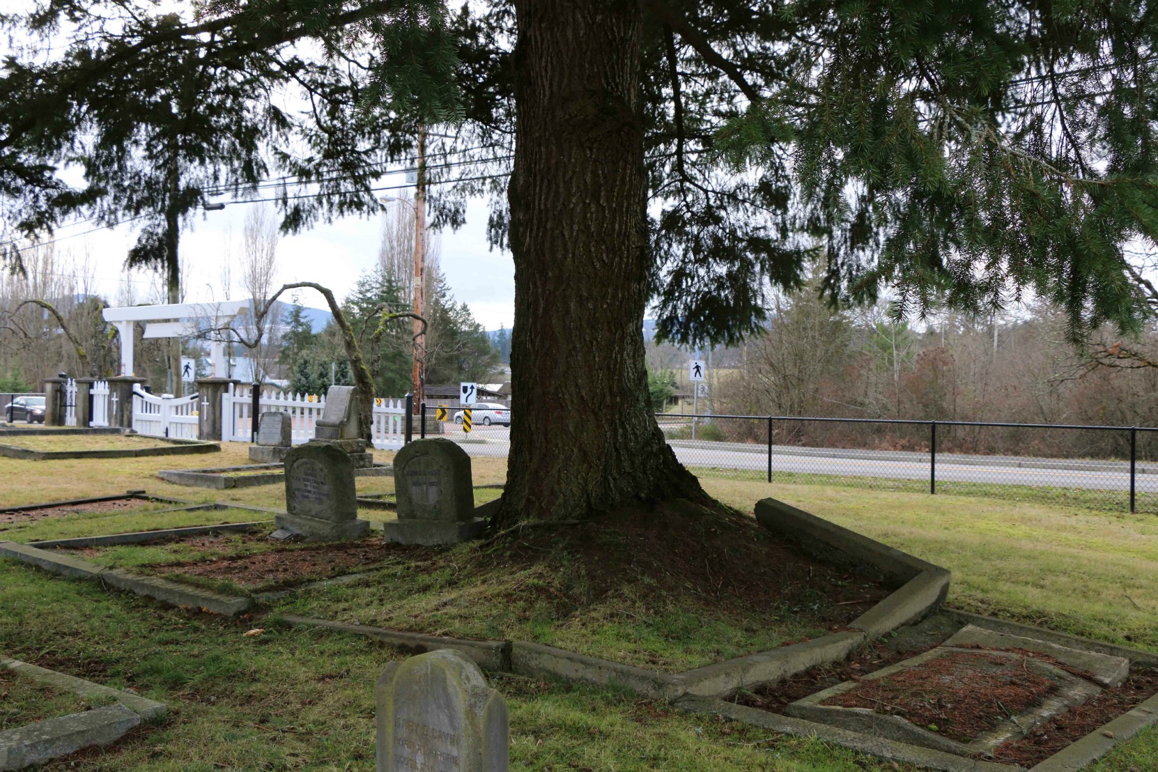 The grave of Thomas Van Norman and his wife in Mountain View Cemetery, North Cowichan. A large tree is growing in the Van Norman grave and has raised the concrete border around the grave. (photo by Temple Lodge No. 33 Historian)