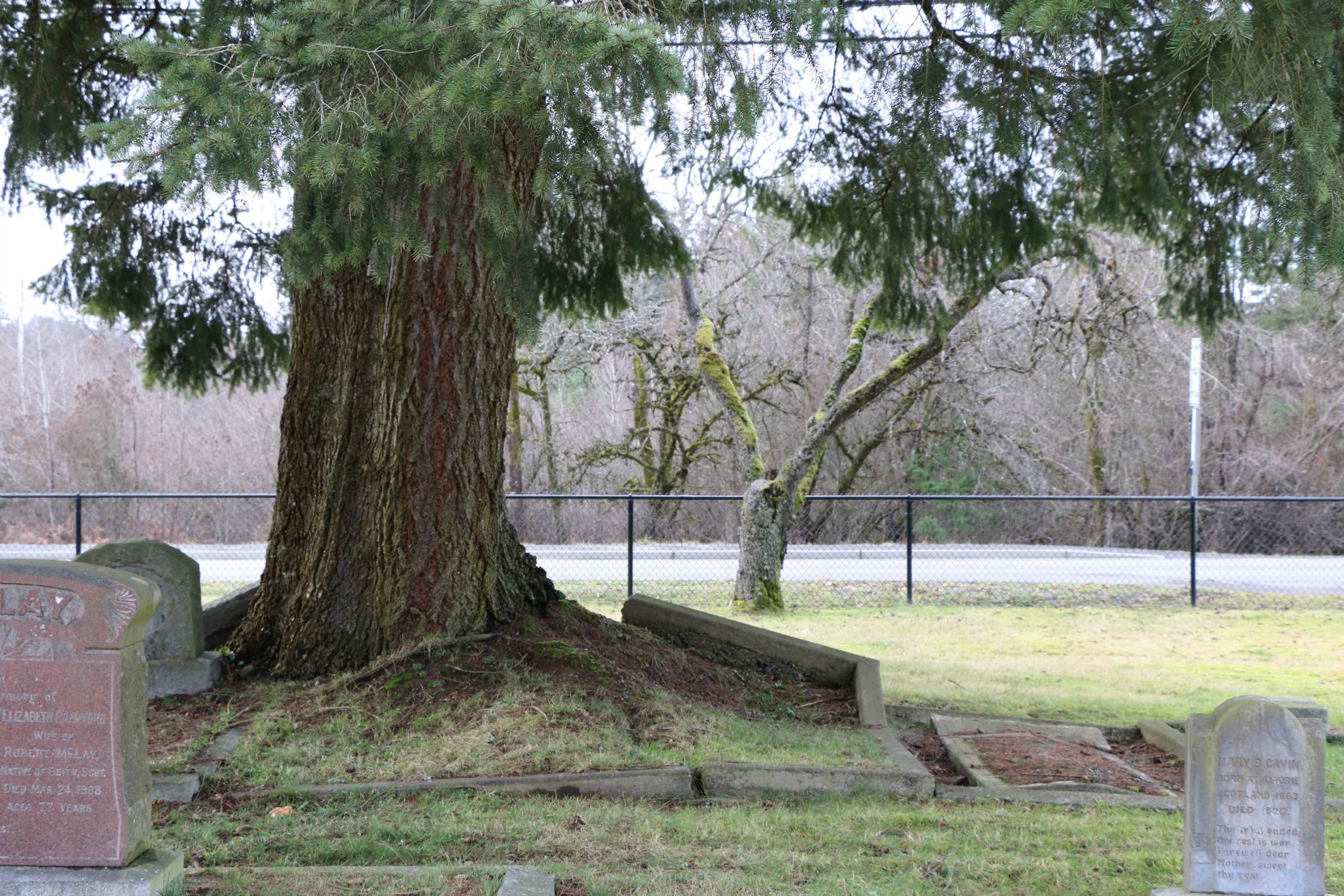 The grave of Thomas Van Norman and his wife in Mountain View Cemetery, North Cowichan. A large tree is growing in the Van Norman grave and has raised the concrete border around the grave. (photo by Temple Lodge No. 33 Historian)