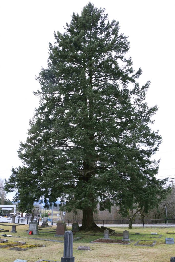 The graves of Thomas Van Norman and Isaac Newton Van Norman are beneath this large tree in the south west section of Mountain View Cemetery, North Cowichan. (photo by Temple Lodge No. 33 Historian)