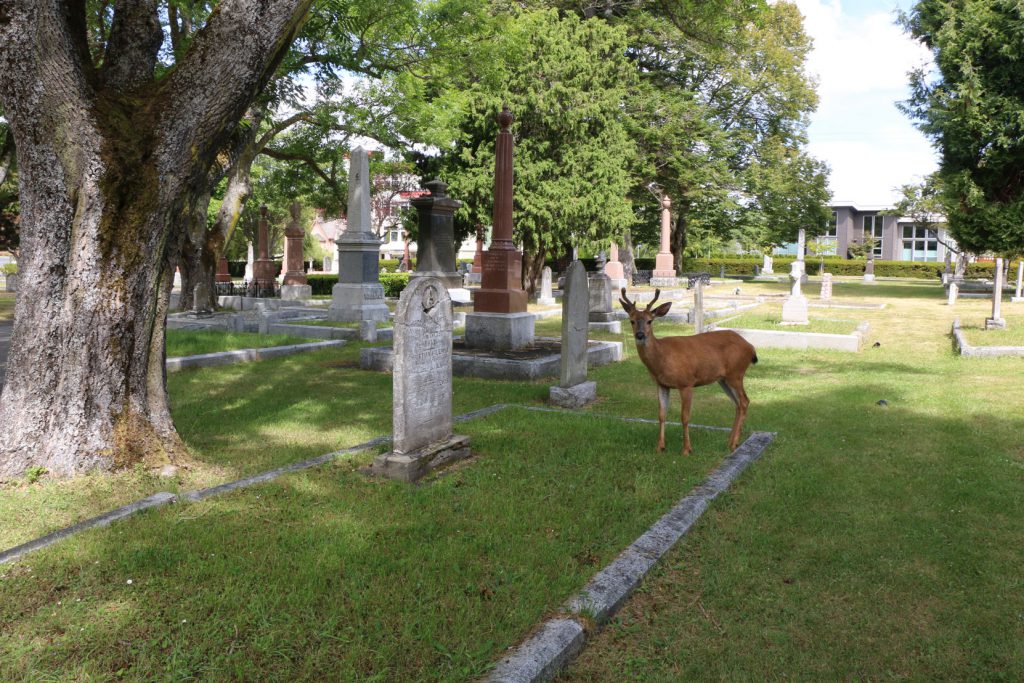 Richard Lewis grave with one of the deer residing in Ross Bay Cemetery, Victoria, BC (photo: Temple Lodge No. 33 Historian)